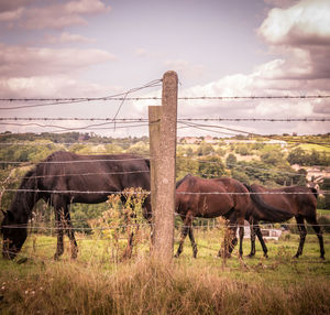 Horse grazing on field against sky