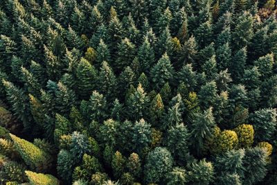 Full frame shot of pine tree