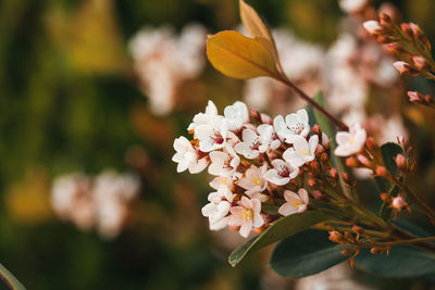 Close-up of pink cherry blossoms