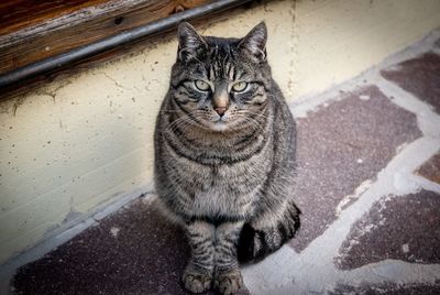 Portrait of tabby cat