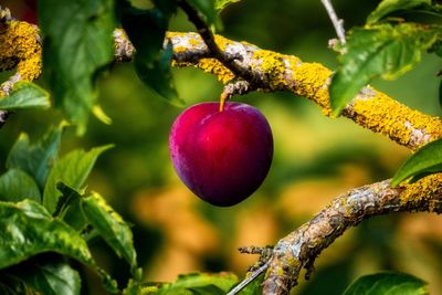 Close-up of apples on tree