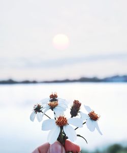 Close-up of flowers against blurred background