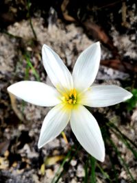 Close-up of white flower