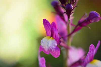 Close-up of pink flowering plant