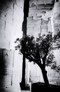 Shadow of tree on the wall