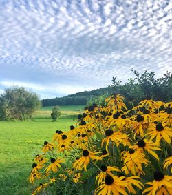 Scenic view of sunflower field against cloudy sky