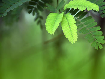 Light green tamarind leaves for natural background
