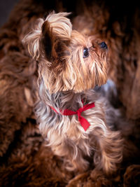 Close-up of a dog looking away