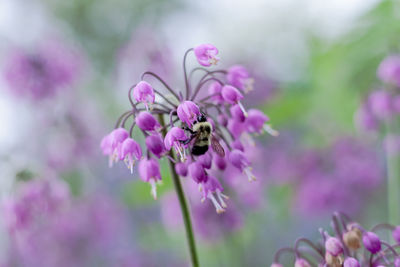 Close-up of bee on pink flowers