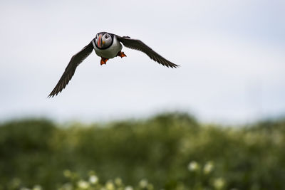 Low angle view of atlantic puffin flying against sky
