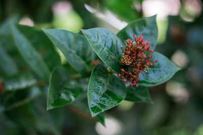 Close-up of plant