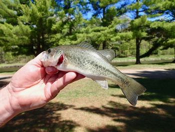 Hand holding fish