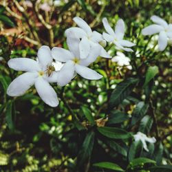 Close-up of white flowers blooming outdoors