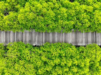 Aerial view lush green mangrove forest. wooden bridges for natural trails, highlighting ecotourism
