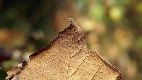 Close-up of dried plant