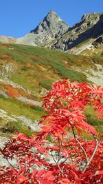 Plants growing on mountain