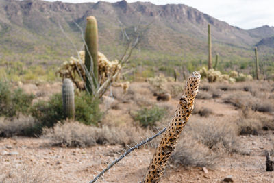 Close-up of giraffe on desert