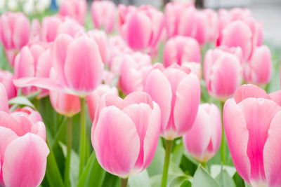 Close-up of pink tulips