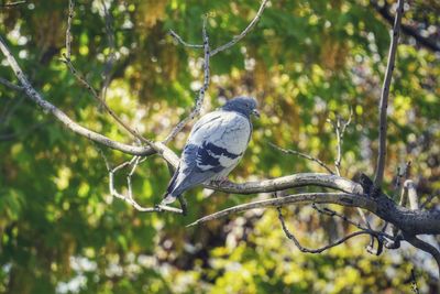Close-up of bird perching on branch