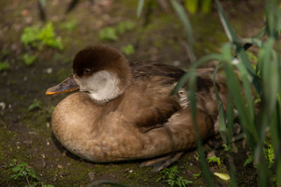 Close-up of duck on field