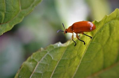 Close-up of insect on leaf