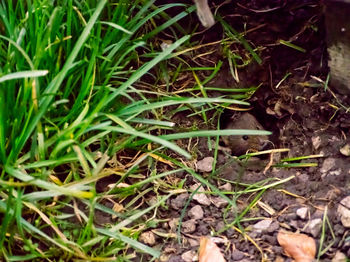 High angle view of lizard on grass