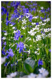 Close-up of purple flowers