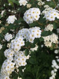 Close-up of white flowers blooming on tree