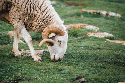 Side view of sheep grazing on grass