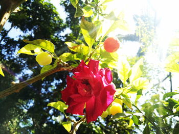 Low angle view of red flowers growing on tree