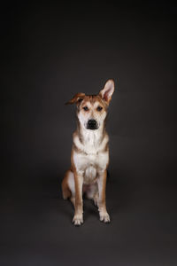 Portrait of dog sitting against black background
