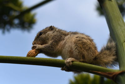 Low angle view of squirrel on tree