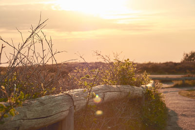 Plants growing on land against sky during sunset