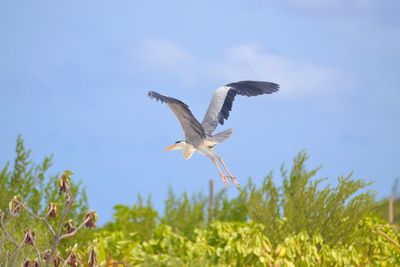 Low angle view of bird flying against sky