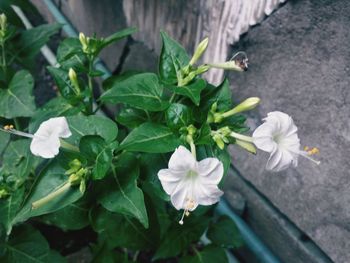 Flowers blooming outdoors