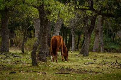 One horse in the grass in autumn.