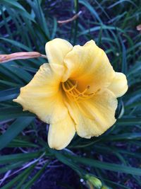 Close-up of yellow flower