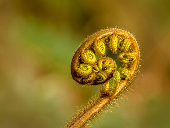 Close-up of fern