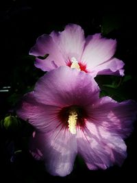 Close-up of pink flower