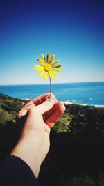 Close-up of hand holding yellow flowering plant against sea