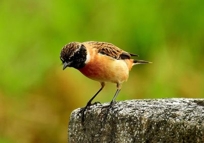 Close-up of bird perching on wood