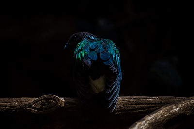 Close-up of bird perching on wood