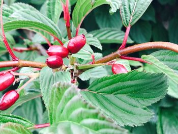 Close-up of red berries growing on tree