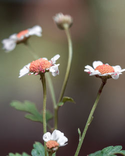 Close-up of white flowering plant