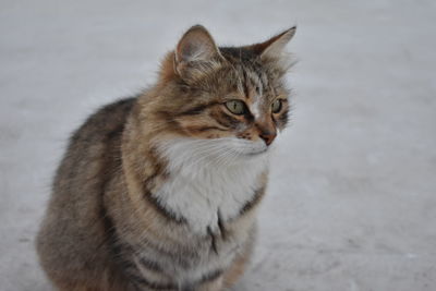 Close-up of cat looking away