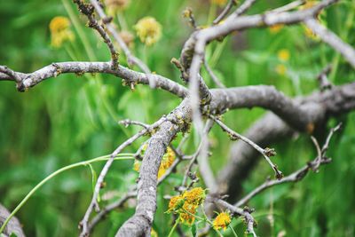 Close-up of branch against blurred background