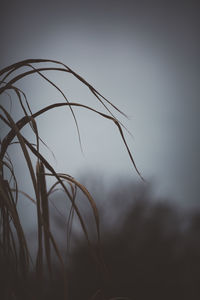 Close-up of plant against sky