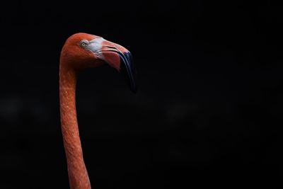 Close-up side view of a bird