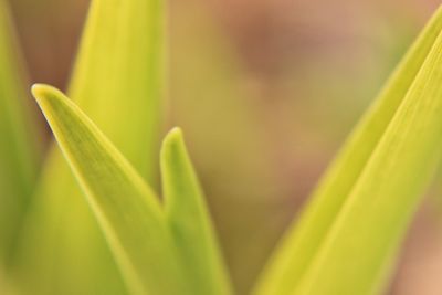 Close-up of plant