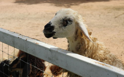 White sheep stands behind a white fence on a blurred background